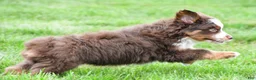 Miniature Australian Shepherd dogs for sale: Wendall - Ad 8