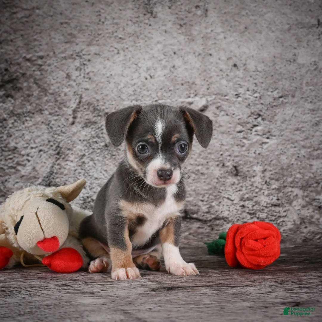 Chihuahua dogs for sale: Zoey - Ad 2