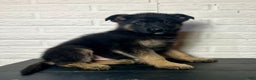 German Shepherd dogs for sale: Duncan - Ad 5