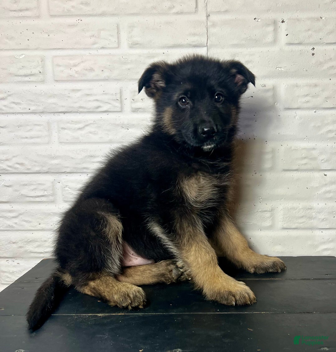 German Shepherd dogs for sale: Duncan - Ad 5