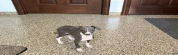 Italian Greyhound dogs for sale: Larry - Ad 4