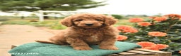 Mini Goldendoodle dogs for sale: Hickory - Ad 5