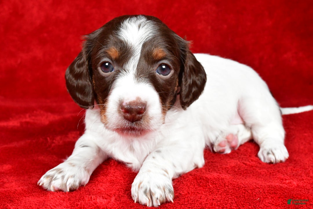Miniature Dachshund dogs for sale: Clover - Ad 5