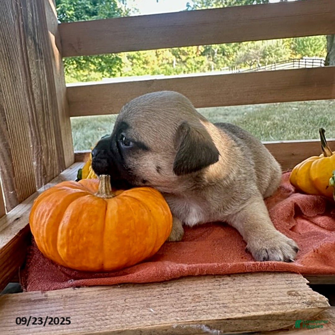 Jug dogs for sale: Leaf - Ad 9