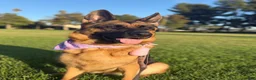 German Shepherd dogs for sale: pink - Ad 10