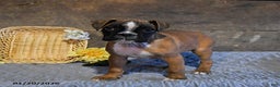 Boxer dogs for sale: Nutella - Ad 3