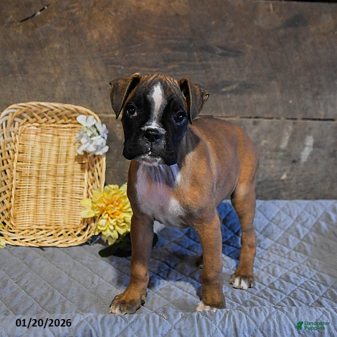 Boxer dogs for sale: Nutella - Ad 3
