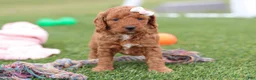 Mini Goldendoodle dogs for sale: Tonya - Ad 9