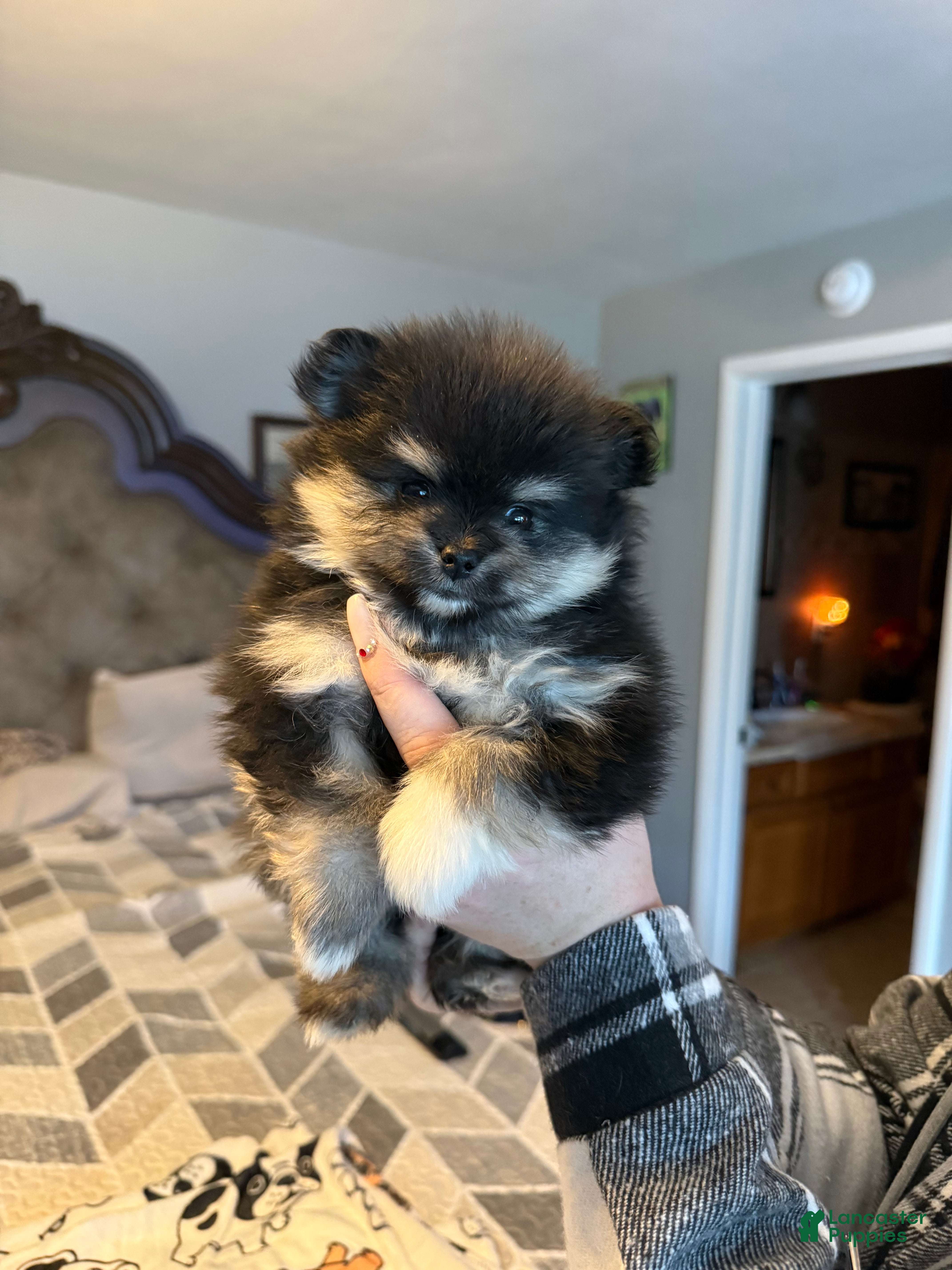 Pomeranian dogs Zoe - Ad 2