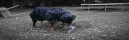 Rottweiler dogs for sale: Rottweiler 1 - Ad 19