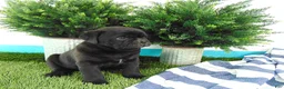 Mixed Breed dogs for sale: Sophia - Ad 3