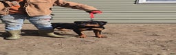 Rottweiler dogs for sale: Rottweiler Puppy 1 - Ad 1