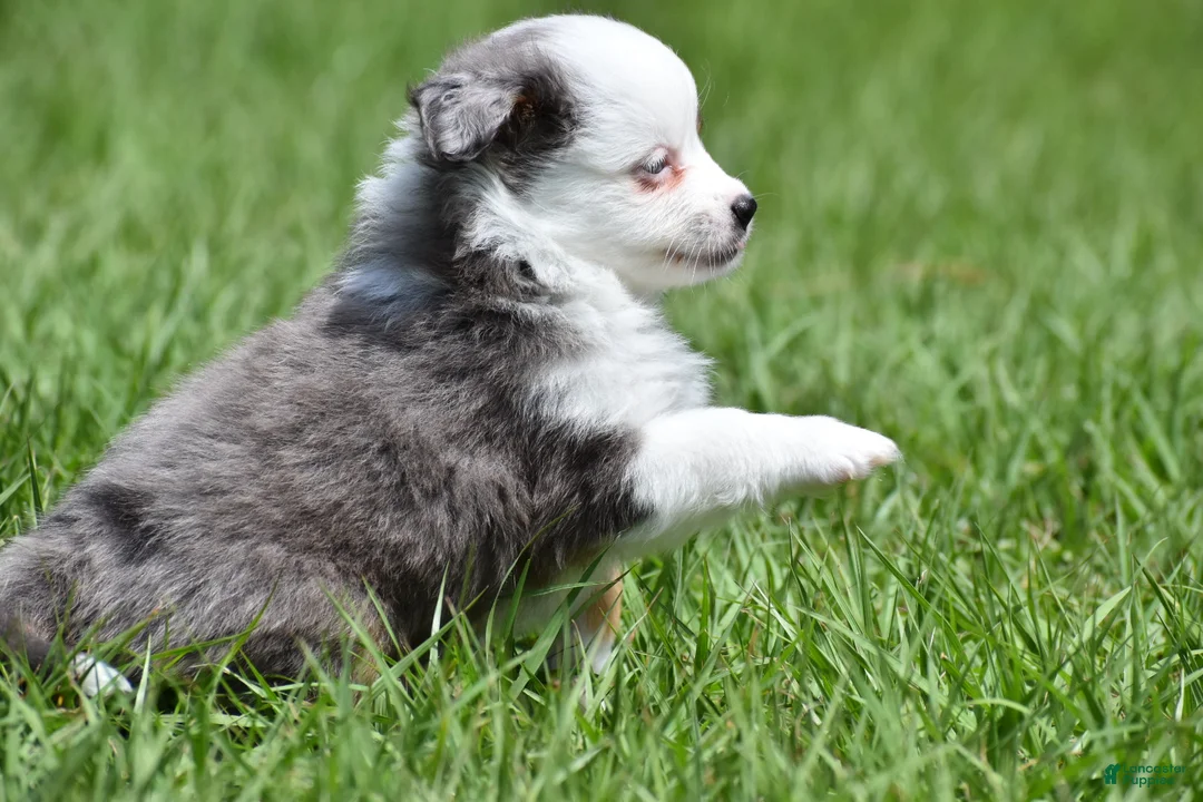 Toy Australian Shepherd dogs for sale: Toy Australian Shepherd Puppy 1 - Ad 2