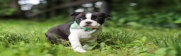 Boston Terrier dogs for sale: Meadow - Ad 7