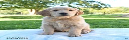 Golden Retriever dogs for sale: Rosie - Ad 3
