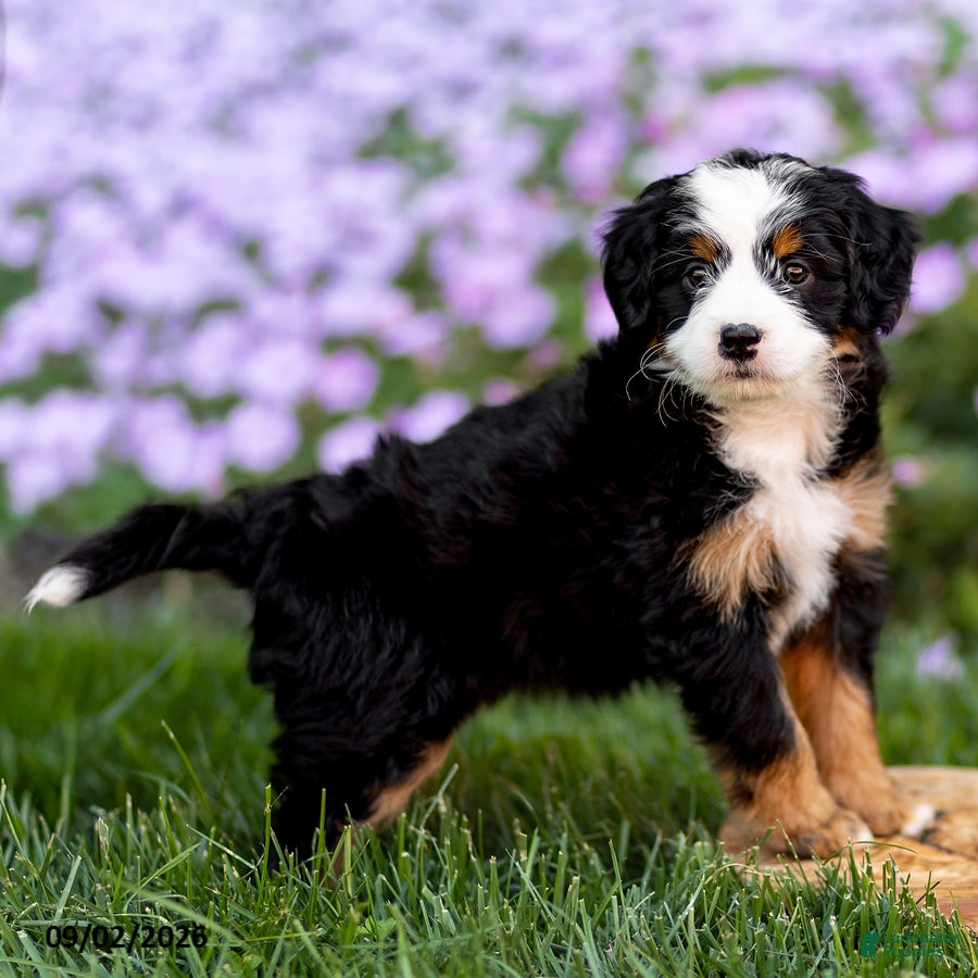 Mini Bernedoodle dogs Gracie - Ad 2