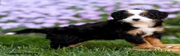 Mini Bernedoodle dogs for sale: Gracie - Ad 2