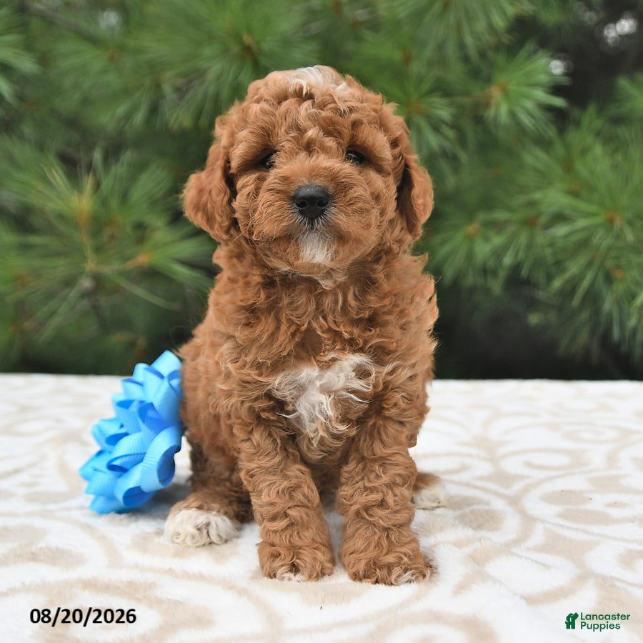 Mini Goldendoodle dogs Ollie - Ad 1