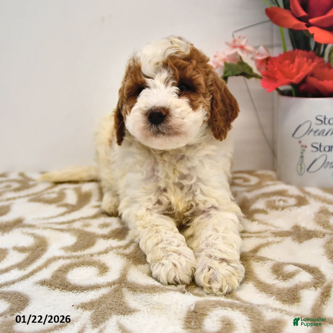 Mini Goldendoodle dogs for sale: Oakley - Ad 8