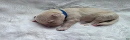 Golden Retriever dogs for sale: Baby boy Dark blue - Ad 3