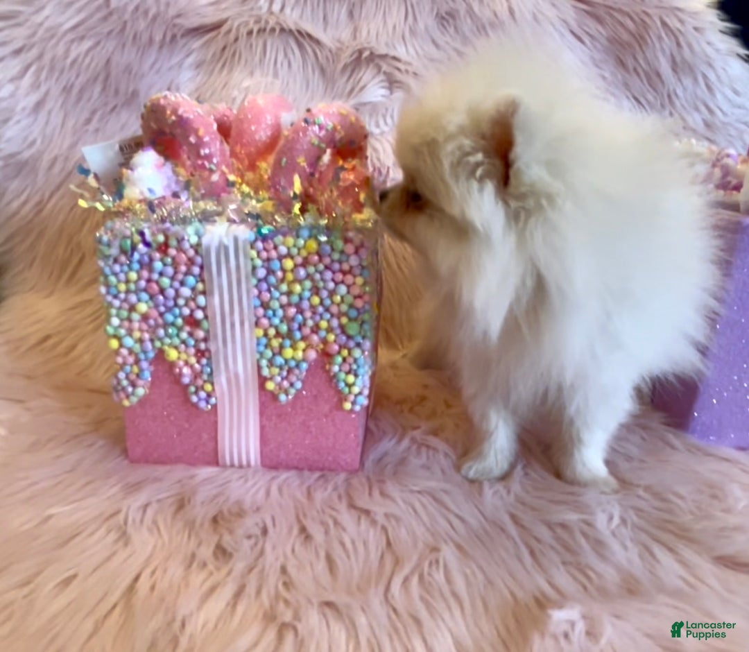 Pomeranian dogs for sale: Lynette AKC Registered full rights  - Ad 27