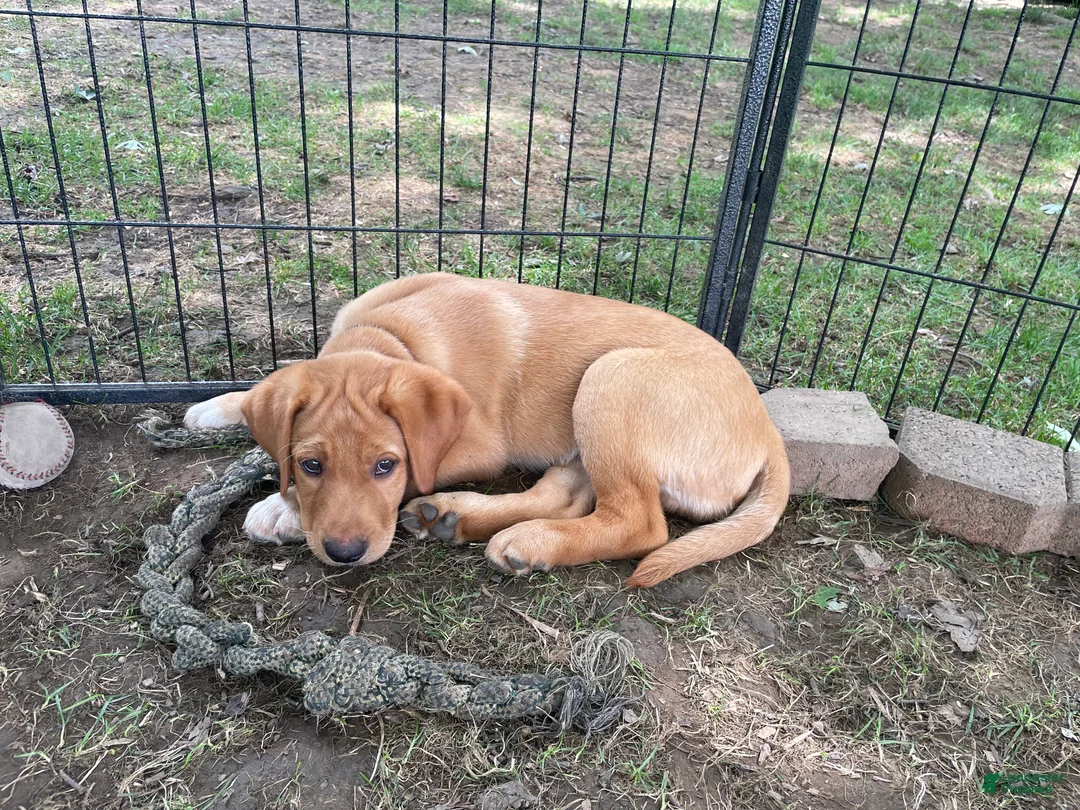 Labrador Retriever dogs for sale: Black Collar Batman - Ad 2