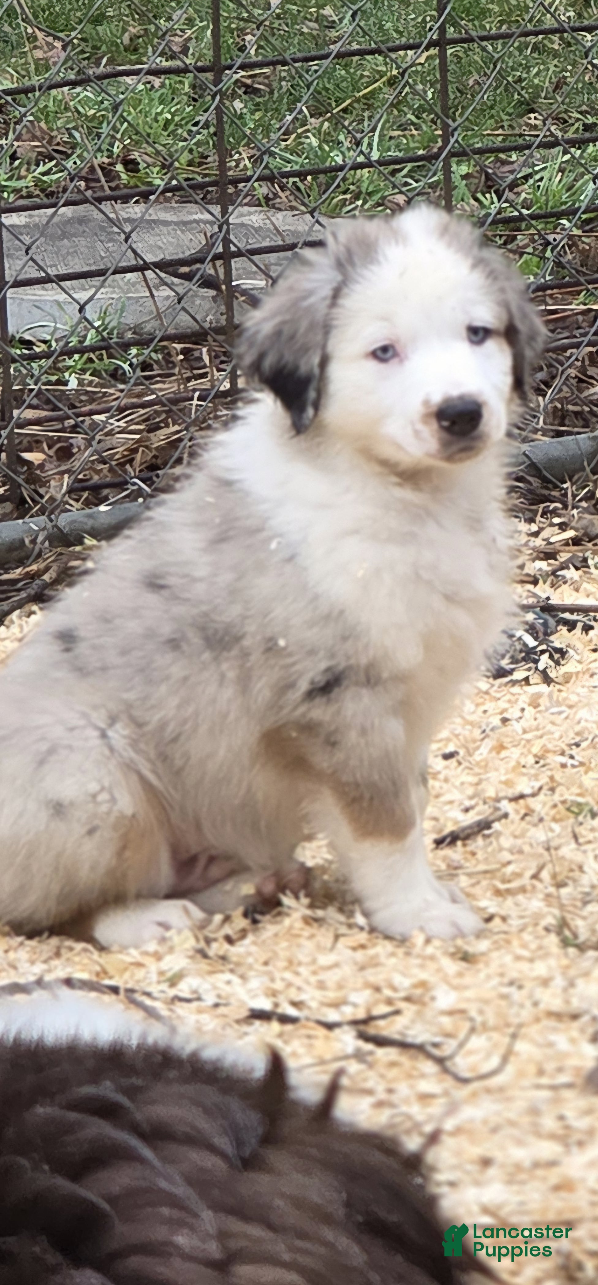 Australian Shepherd dogs for sale: Australian Shepherd Puppy 1 - Ad 1