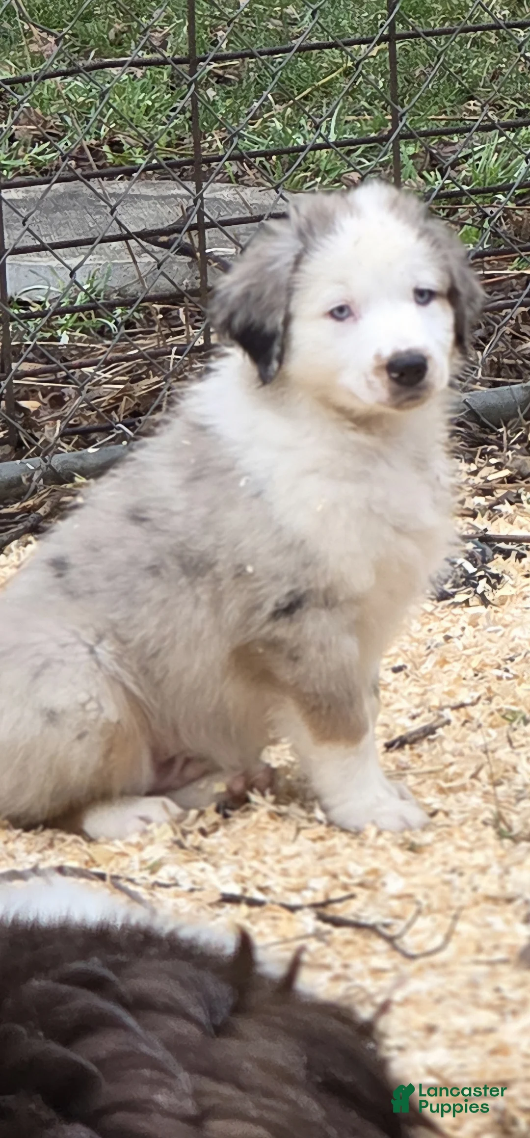 Australian Shepherd dogs for sale: Australian Shepherd Puppy 1 - Ad 1