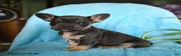 French Bulldog dogs for sale: Fergus - Ad 6