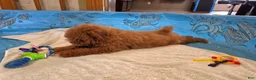 Miniature Poodle dogs for sale: Ned - Ad 6