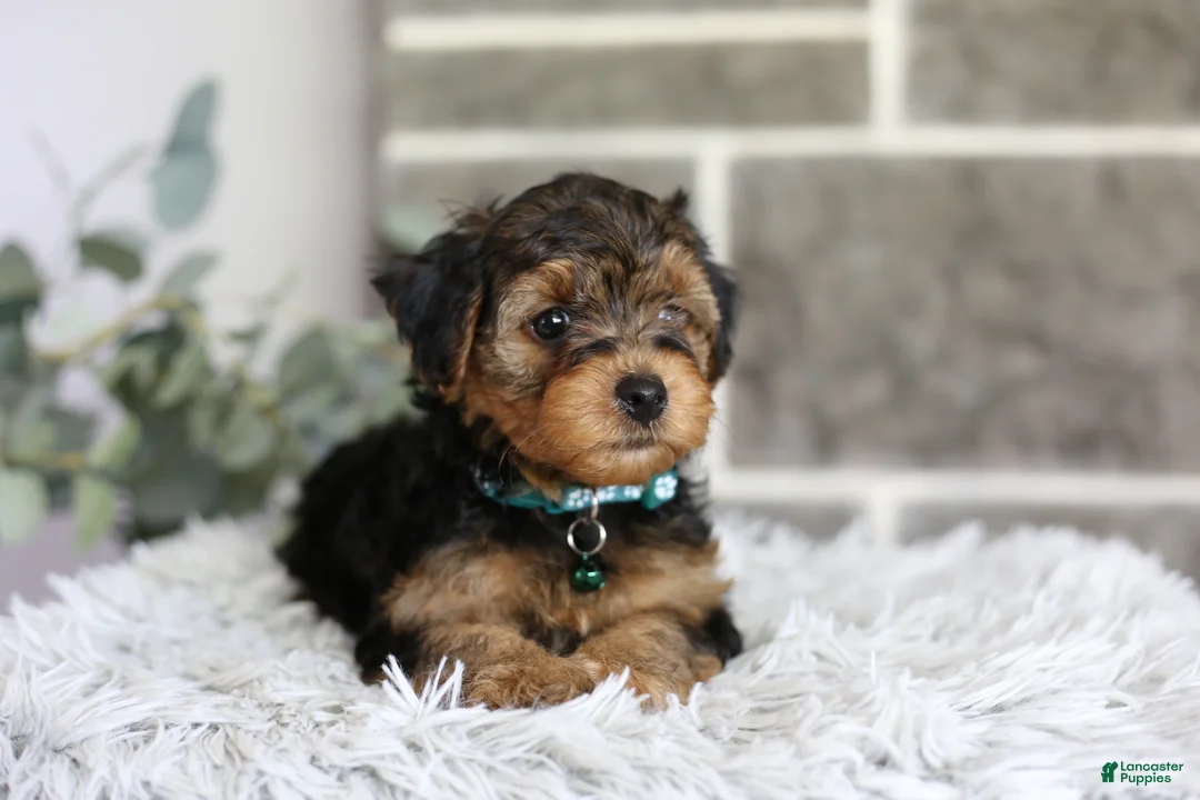 Yorkiepoo dogs for sale: Bentley - Ad 2