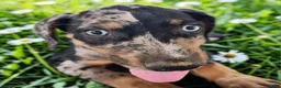 Catahoula Leopard Dog dogs for sale: Bug 2026 Female 1 - Ad 9