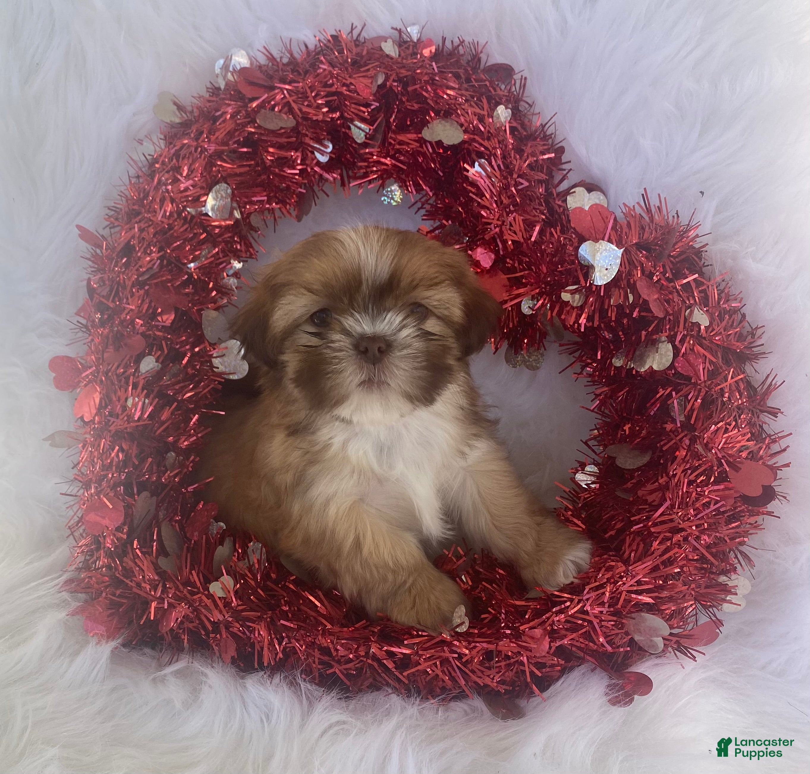 Mixed Breed dogs Clay - Ad 37