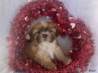 Mixed Breed dogs Clay - Ad 37