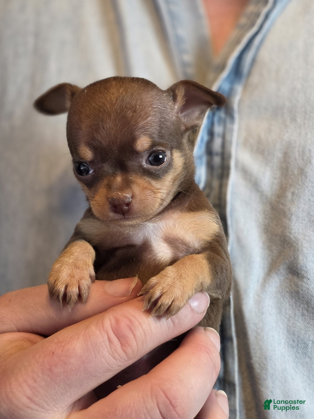 Chihuahua dogs for sale: Milk Choco Nugget  - Ad 2