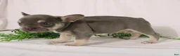 French Bulldog dogs for sale: Lacey - Ad 10