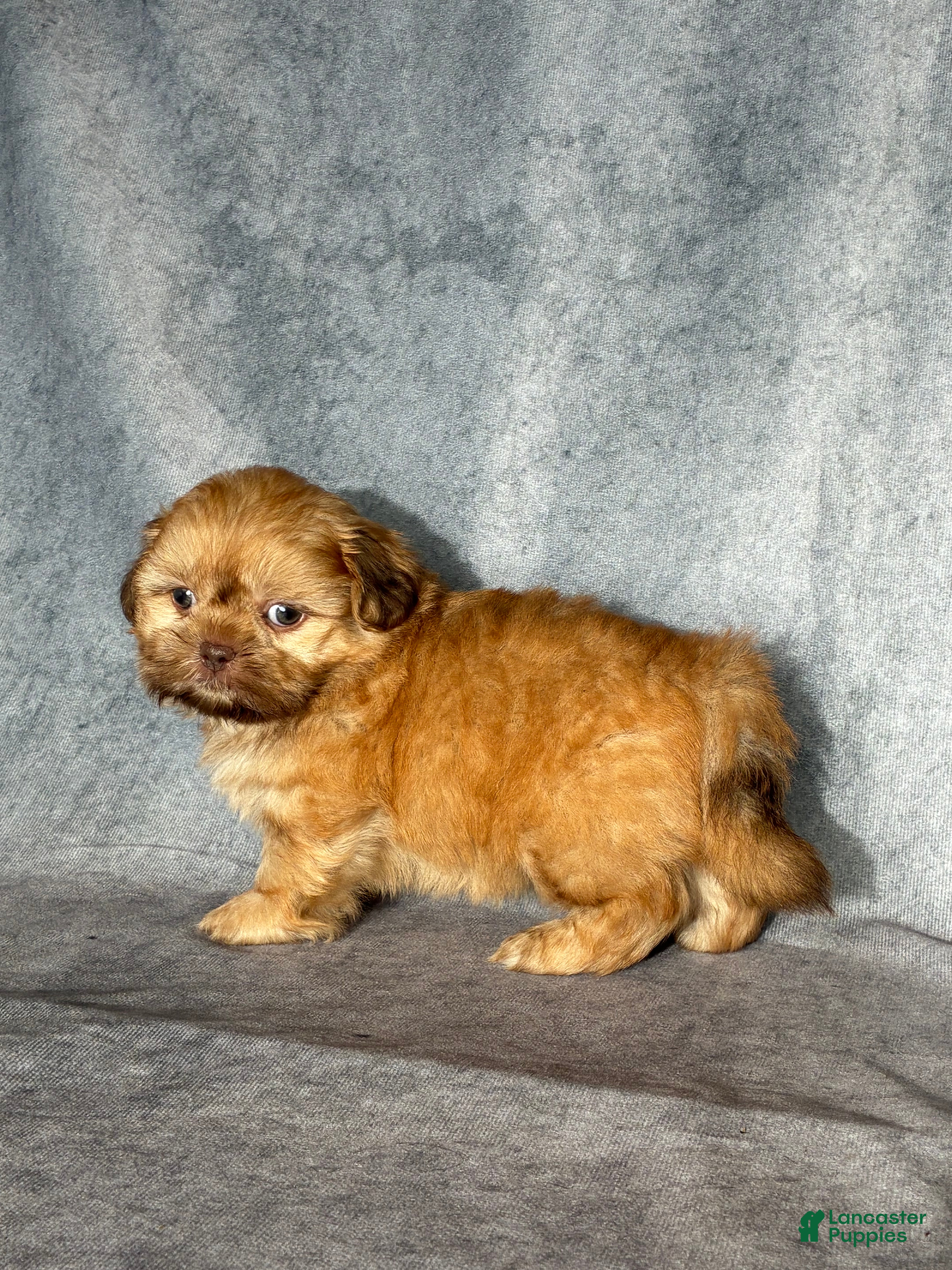 Shih Tzu dogs Kota (AKC) - Ad 2