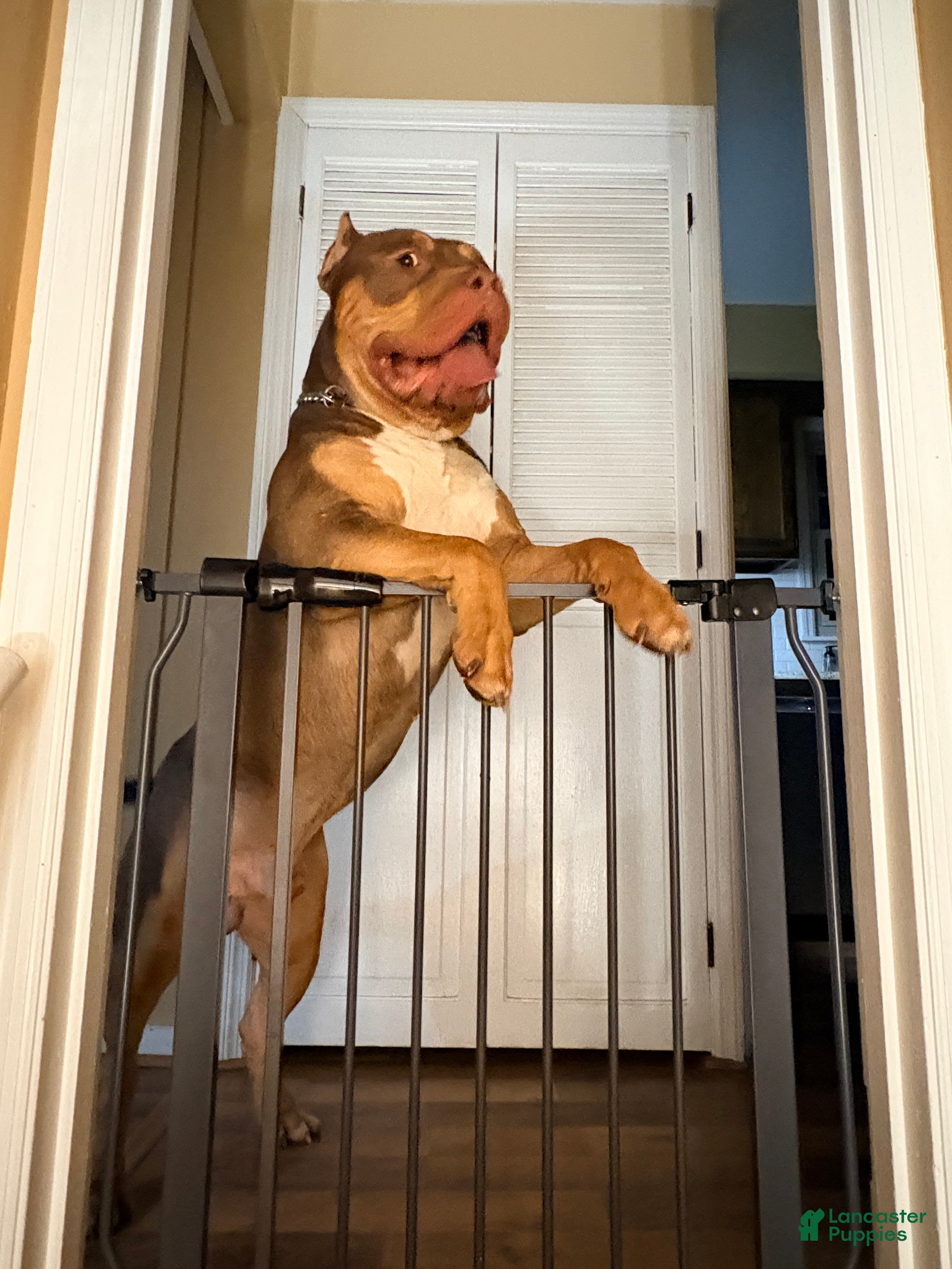 American Bully dogs American Bully Puppy 1 - Ad 41