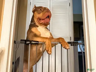 American Bully dogs American Bully Puppy 1 - Ad 41