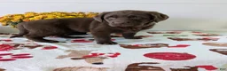 Labrador Retriever dogs for sale: Penny - Ad 1