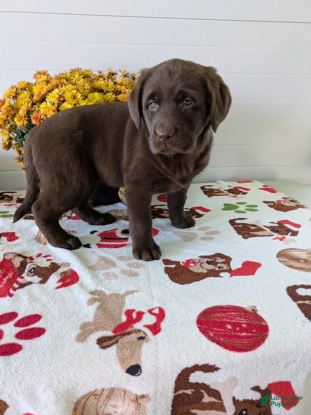 Labrador Retriever dogs for sale: Penny - Ad 1