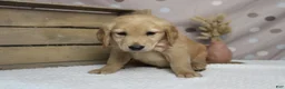 Golden Retriever dogs for sale: Brioche  - Ad 8
