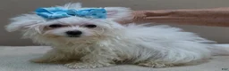 Maltese dogs for sale: 1.75 lbs  TEACUP - Ad 2