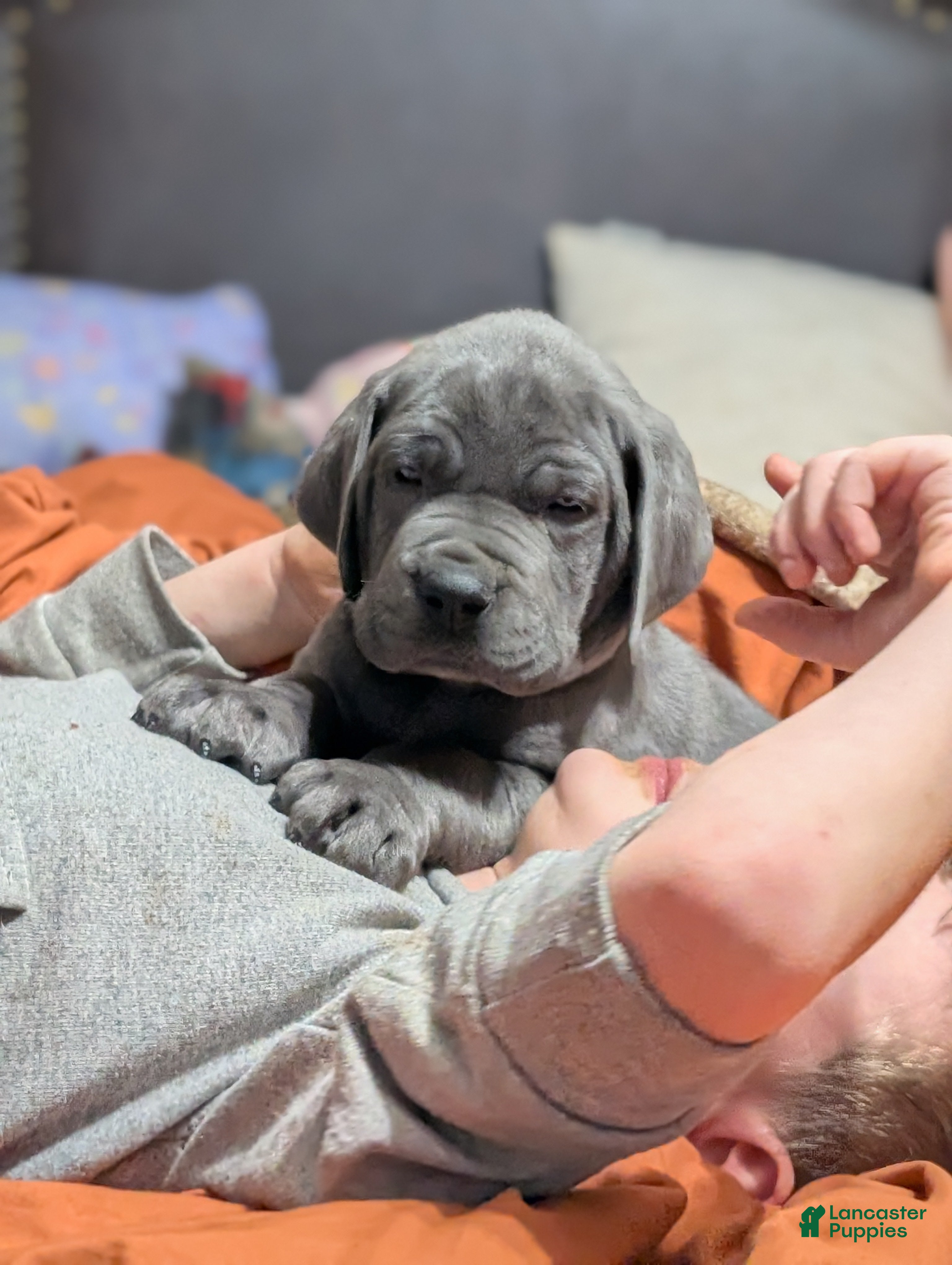 Great Dane dogs Great Dane Ernie - Ad 2