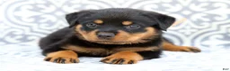 Rottweiler dogs for sale: Rusty - Ad 2