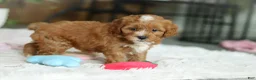 Cavapoo dogs for sale: Mable - Ad 3