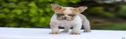 French Bulldog dogs for sale: Copper - Ad 1