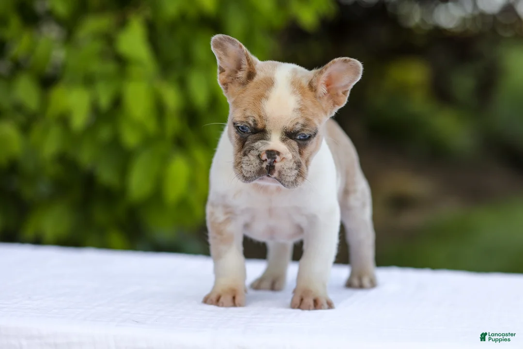 French Bulldog dogs for sale: Copper - Ad 1
