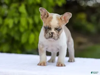 French Bulldog dogs for sale: Copper - Ad 3