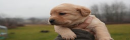 Labrador Retriever dogs for sale: Darla  - Ad 3